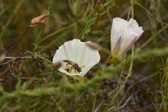 Halictus farinosus