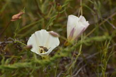 Halictus farinosus