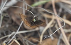 Euclidia ardita