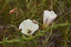Halictus farinosus