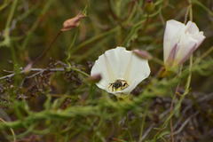 Halictus farinosus