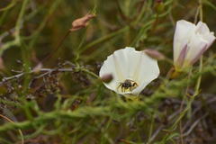 Halictus farinosus
