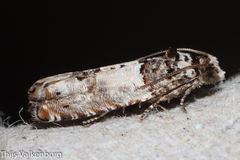 Epinotia thapsiana
