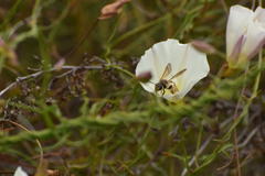 Halictus farinosus