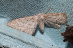 Idaea longaria