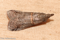 Acrobasis obliqua