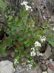 Ageratina leptodictyon