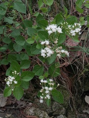 Ageratina leptodictyon