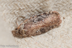 Agonopterix purpurea