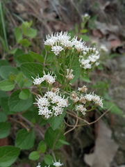 Ageratina leptodictyon