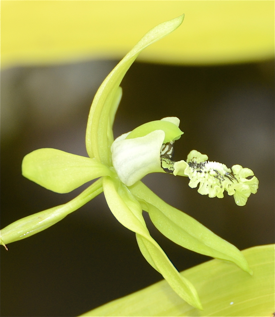 Coelogyne pandurata Lindl. 2