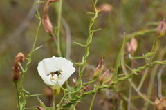Halictus farinosus
