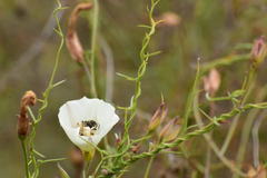 Halictus farinosus