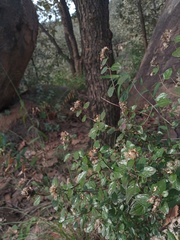 Ageratina calaminthifolia