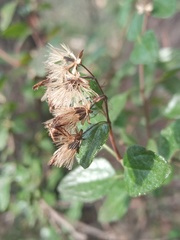 Ageratina calaminthifolia
