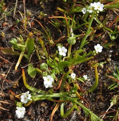 Pectocarya penicillata