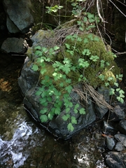 Aquilegia eximia