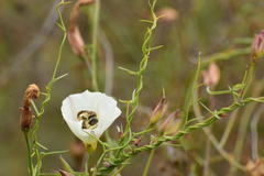 Halictus farinosus