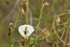 Halictus farinosus