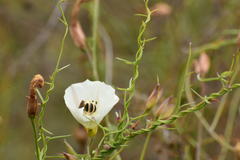 Halictus farinosus