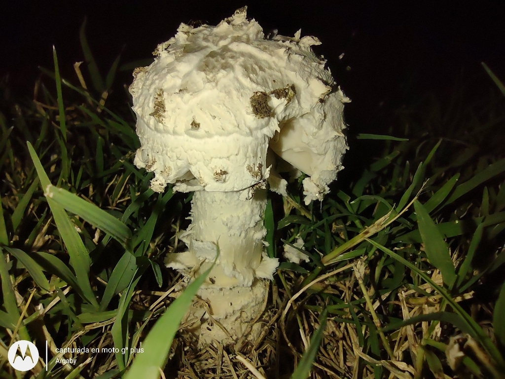 Amanita foetens · March 2022 · photo: © argaby (iNaturalist, cc-by)