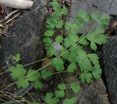 Aquilegia eximia