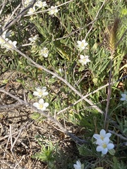 Spergularia macrotheca longistyla