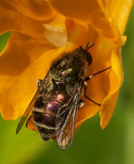 Eulonchus marginatus