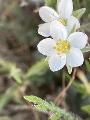 Spergularia macrotheca longistyla