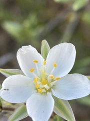Spergularia macrotheca longistyla