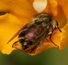 Eulonchus marginatus