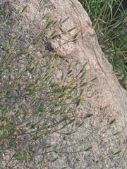 Brickellia cuspidata