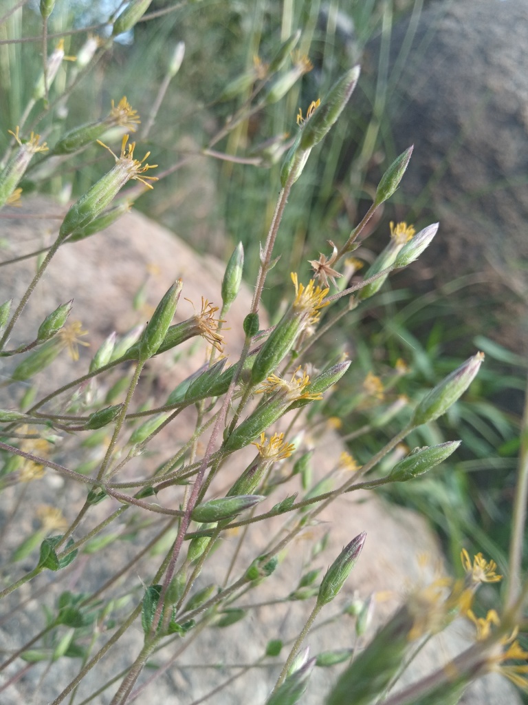 Brickellia cuspidata
