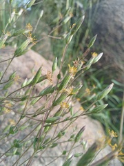 Brickellia cuspidata