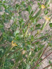 Brickellia cuspidata