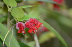 Aeschynanthus tricolor