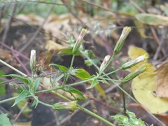 Brickellia coulteri adenopoda