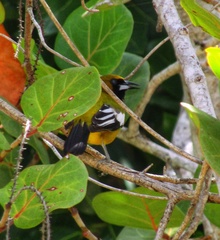 Icterus leucopteryx
