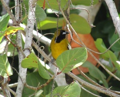 Icterus leucopteryx
