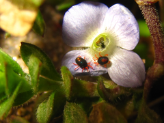 Veronica persica
