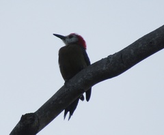 Melanerpes radiolatus