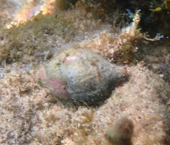 Leucozonia leucozonalis