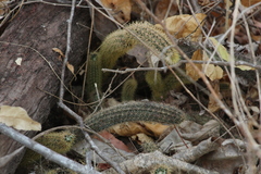 Acanthocereus hesperius
