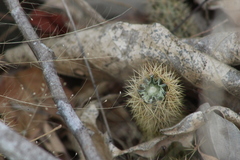 Acanthocereus hesperius