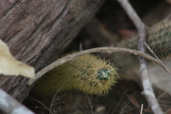 Acanthocereus hesperius