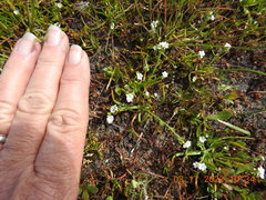 Pectocarya penicillata