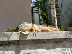 Iguana iguana