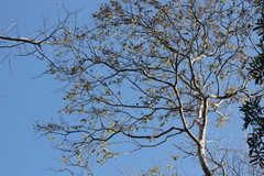 Piscidia carthagenensis