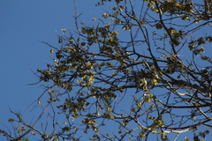 Piscidia carthagenensis