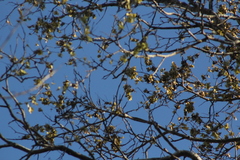 Piscidia carthagenensis